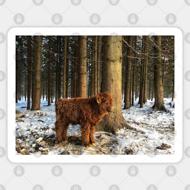 Scottish Highland Cattle Calf 1641 Sticker by SaarelaHighland